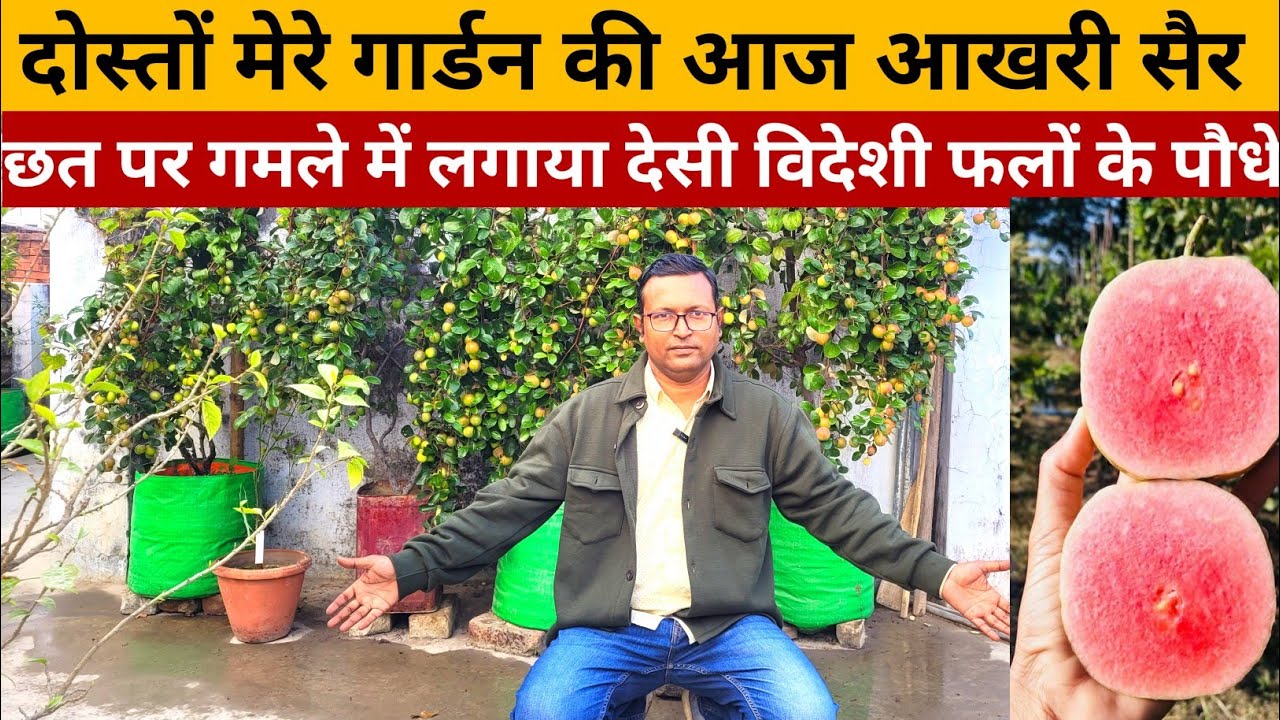 दोस्तों मेरे गार्डन की आखरी सैर | छत पर लगाया देसी विदेशी फलों के पौधे | लगते हैं बंपर फल
