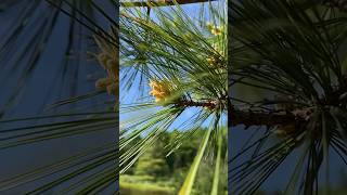 Flicking a Pollen Cone