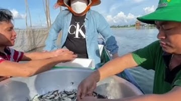 Nước rút khô bờ cả xóm trúng Ổ cá từ Campuchia tràn về mùa lũ nước rút nhanh