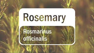 Doterra Rosemary Translated Subles