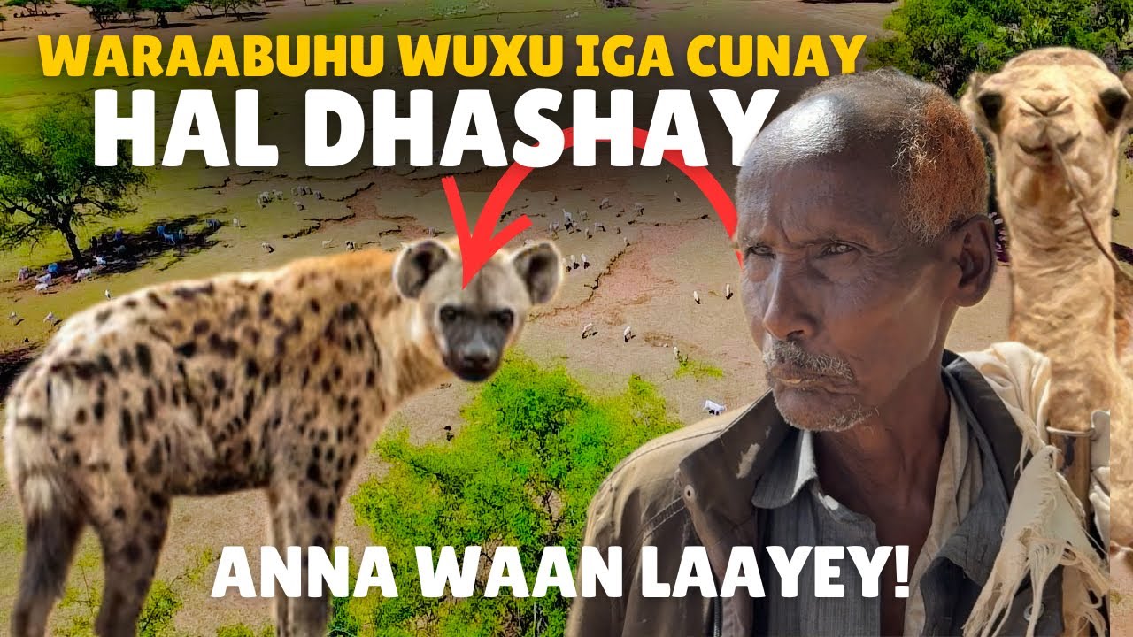 Waayeel Aan Is Wareysanney || Roobkii Oo Helay Baliga Ceeldheere Deg/Wadaamogo’ 