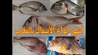 أنواع الأسماك بالمغرب وأثمنتها وفوائدها  Types de poissons au Maroc (الجزء الأول)