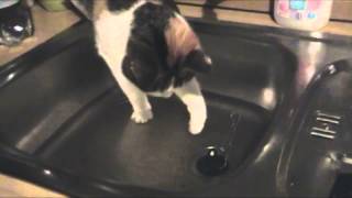 The Tealeaf - cat in the sink pulling the plug