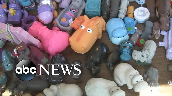 Woman Vying for Hippo-Related World Record
