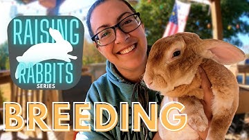 Vleeskonijnen fokken (deel één): Fokken | Tips, trucs, hoe te doen