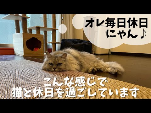 猫のための休日の安全に関する 10 のヒント