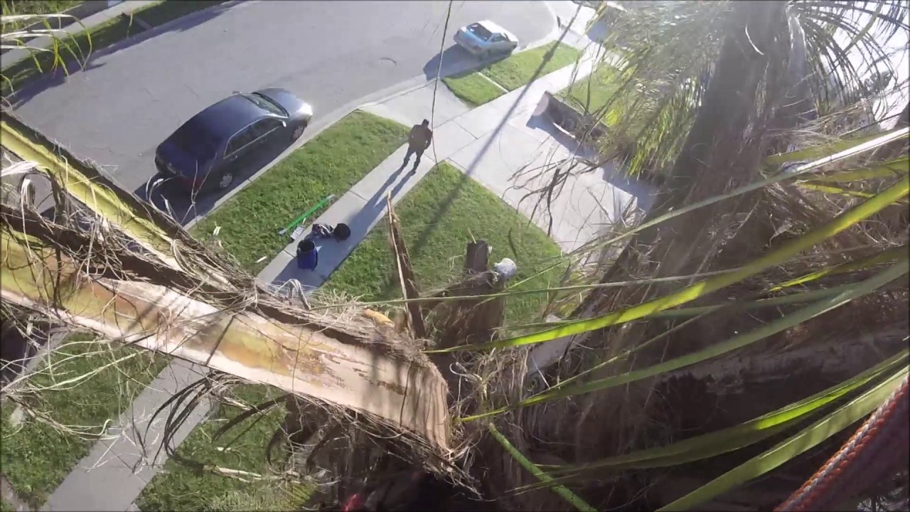 Trimming Queen Palm, Using a Rope Wrench (SRT) YouTube