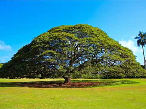 日立の樹／この木なんの木？・福井幾編曲アルト　What Kind of Tree Is This？（MIDI）