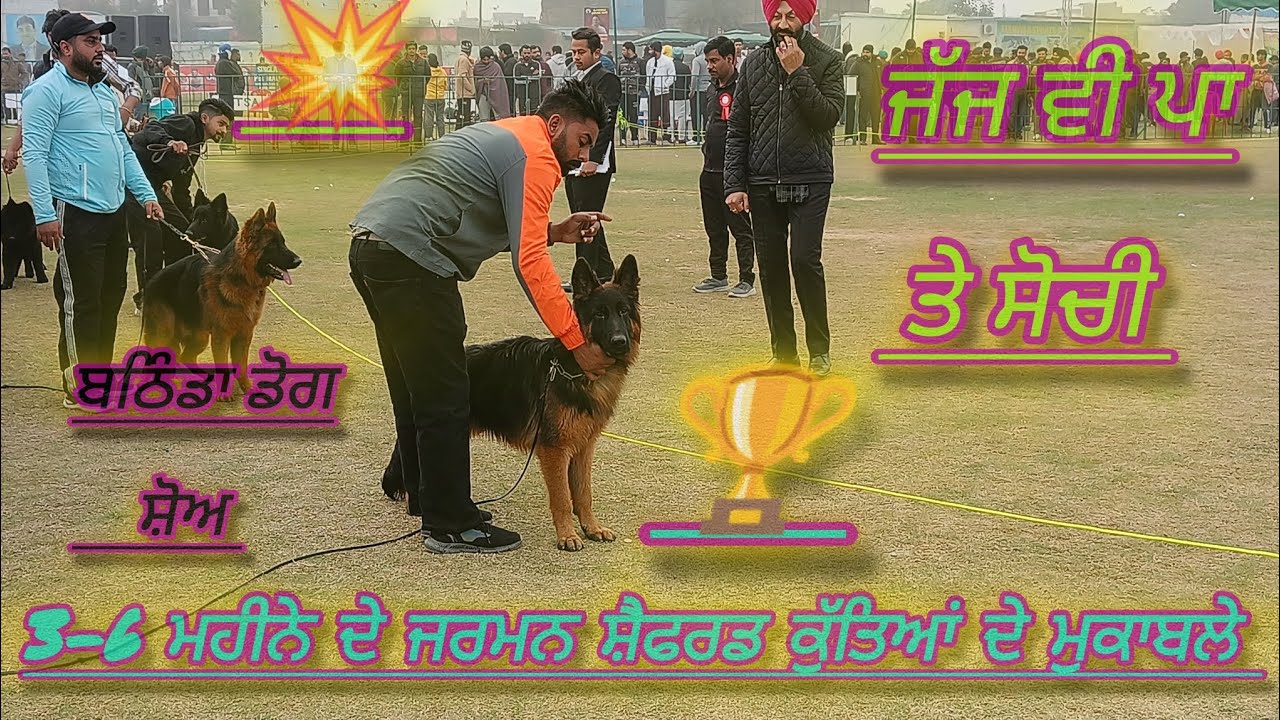 German shepherd puppy Show 2024// dog show in Punjab 😱 // best dog show