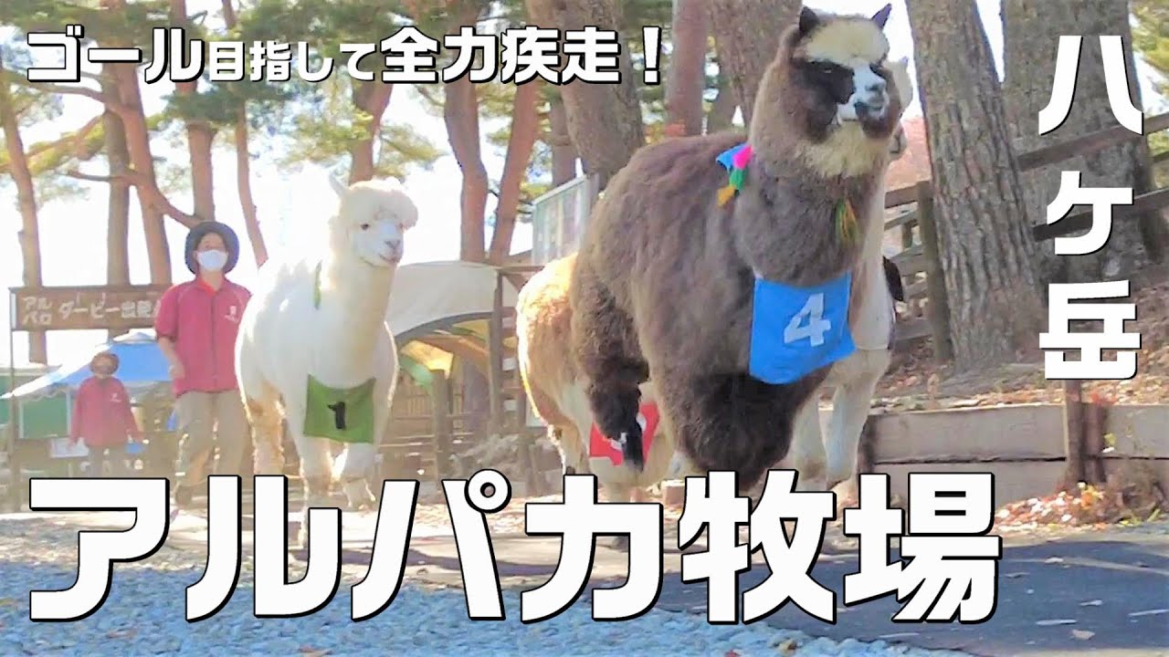 八ヶ岳アルパカ牧場 全力で駆け抜けるアルパカダービーが凄かった 赤ちゃんから大人までかわいいアルパカが勢揃い 車 電車ともアクセス良好 Youtube