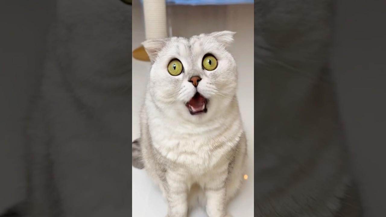 There's only one step from hate to love💕 #cat #cats