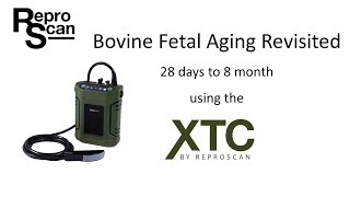 Bovine Fetal Aging Revisited