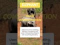 Curious creatures unraveling natures quirks 10 shorts animals elephants