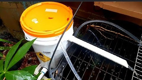 DIY Pond filter for Tilapia. Cheap bucket  filter for a smaller ponds.