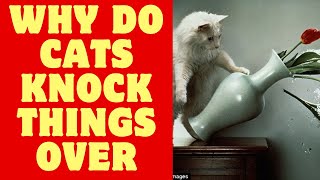 'Why Do My Cat Knock Things Over?'