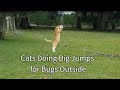 Cats Doing Big Jumps for Bugs Outside