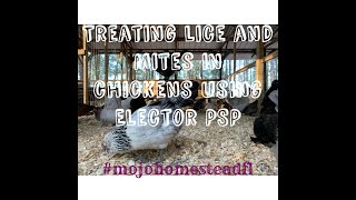 Treating lice and mites in chickens with Elector PSP