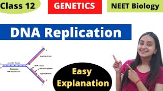 DNA Replication | Molecular Basis of Inheritance | Class 12 Genetics