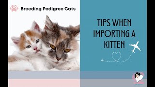 Breeding Cats - Tips When Importing a Kitten for Breeding by Cat Breeder Sensei - Breeding Cats Successfully 131 views 1 year ago 9 minutes, 41 seconds