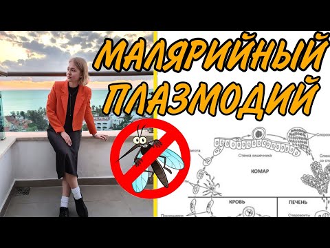 ЖИЗНЕННЫЙ ЦИКЛ МАЛЯРИЙНОГО ПЛАЗМОДИЯ//ТЕОРИЯ И РЕШЕНИЕ ЗАДАНИЙ