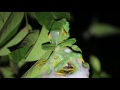 Wallace&#39;s flying frog - mating