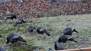 Wild Turkeys:  What It Looks Like When 30+ Huge Wild Turkeys Invade Your Yard. by Fishing Buddy *PH*🇵🇭 119 views 5 months ago 4 minutes, 24 seconds