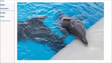 Wordpress Tutorial - Editing Images