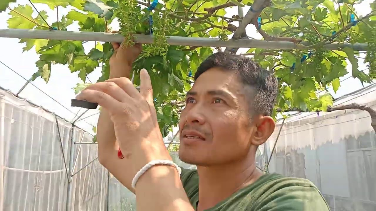 เทคนิคและวิธีการแต่งซอยผลองุ่น ให้ได้คุณภาพ #สวนองุ่นเกศปรียา