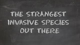 The Weirdest Invasive Species