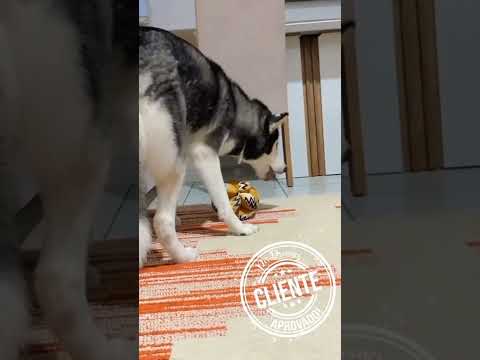 Bola Snout é