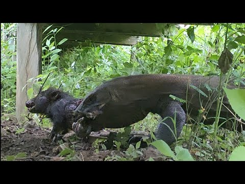 Wideo: Cień dinozaurów. „Smok” z Komodo – największa jaszczurka naszych czasów