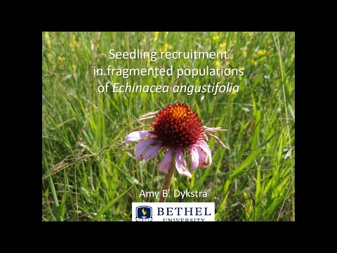 Seedling recruitment in fragmented populations of Echinacea angustifolia