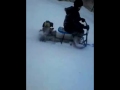 Мотособака и детский снегоход.