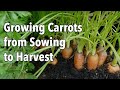 Growing Carrots from Sowing to Harvest