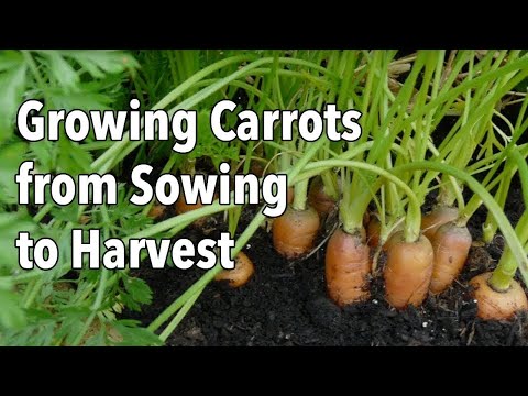 Video: Early Carrot Harvests Need To Be Taken Care Of In The Fall