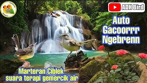 MASTERAN CIBLEK GACORR NGEBREN DIPADUAKAN SUARA GEMERCIR AIR, COCOK UNTUK TERAPI MACET BUNYI