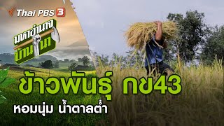 ข้าวพันธุ์ กข43 หอมนุ่ม น้ำตาลต่ำ : มหาอำนาจบ้านนา (13 ธ.ค. 63)