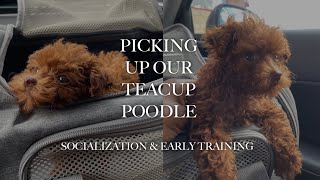 NEW PUPPY VLOG | TEACUP POODLE
