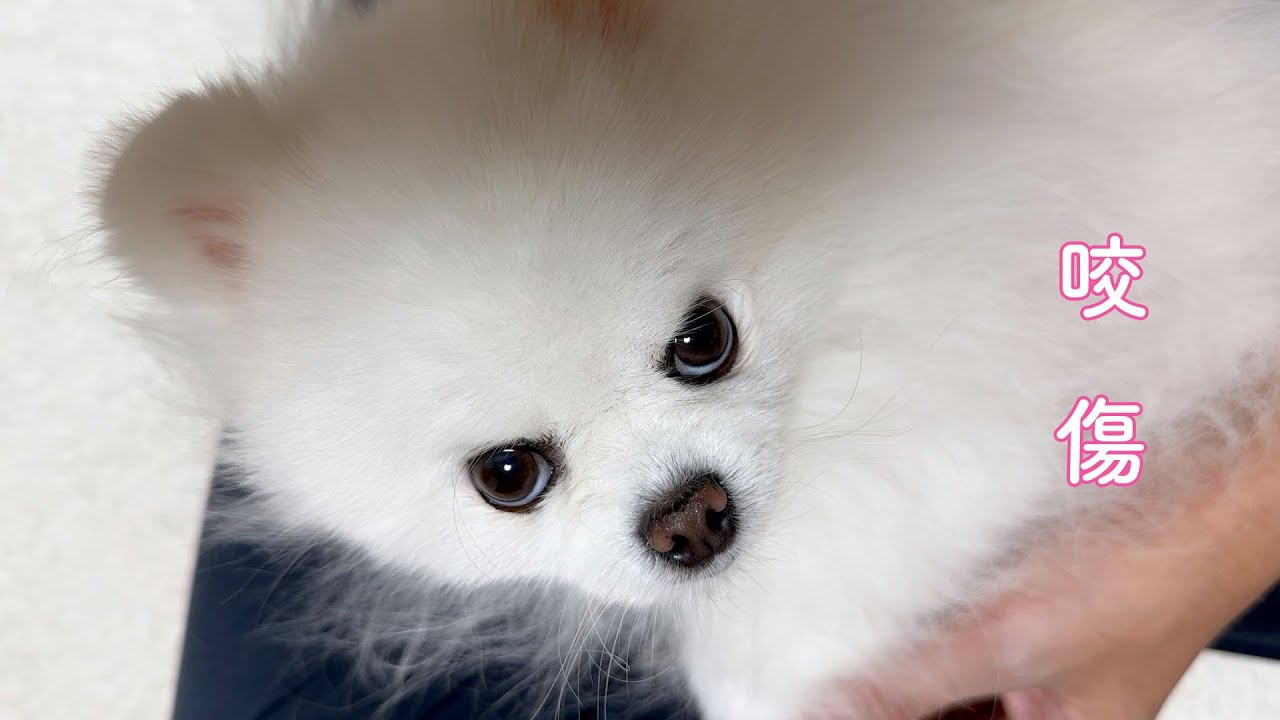 飼い主を噛んでしまったポメラニアン