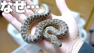 なぜか餌を拒否し続けてしまうアナコンダ・・・