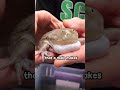 why do frogs scream?