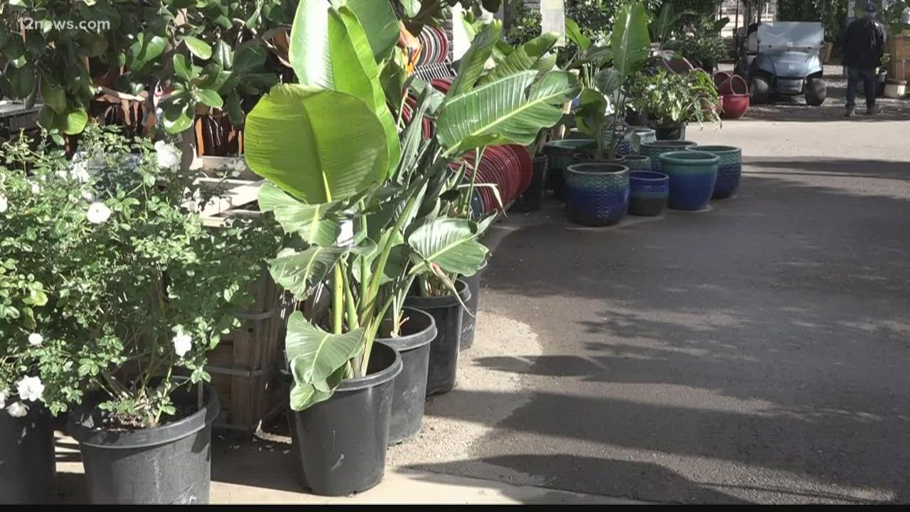 How to protect your plants from winter storms