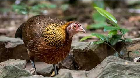 tiếng gà mái rừng mới nhất Suab poj qaib seev zoo dib tuaj zoo 2022 เสียงไก่ต่อตัวเมียร้องดีเข้า100%