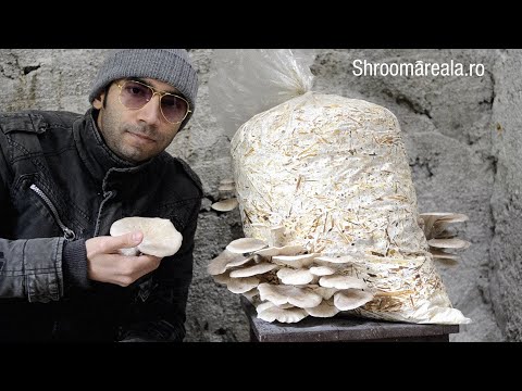 Video: Cum să crești ciuperci acasă fără spori?