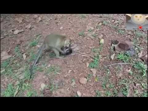 اذیت و کتک زدن بچه ميمون بدبخت میمون Mankathabgm Lifestyle