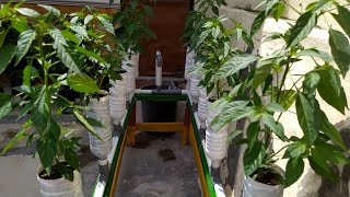 Growing chilies with the ebb & flow hydroponic system using plastic bottles (Part 2)