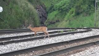 Auto racks at the summit (sandpatch) plus deer on the tracks