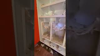 Чистка подушек пух,перо