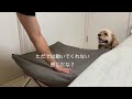 きなことドッグコット　／  Training for Kinako to get used to the dog cot.
