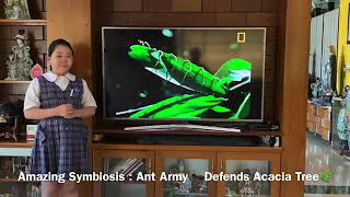 Ant Army Defends Acacia Tree | Science - Grade 5 | Ecosystems